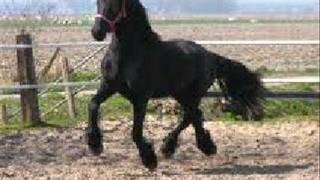 ANTONIO AGUILAR  --  EL ALAZAN Y EL ROCIO