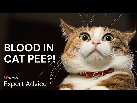 Cat Peeing Blood but Acting Normal? Causes, Symptoms, and When to Worry