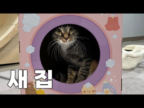 시루에게 새로운 집이 생겼습니다...