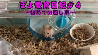 ぽよ愛育日記＃４「初めての回し車」【ゴールデンハムスター】