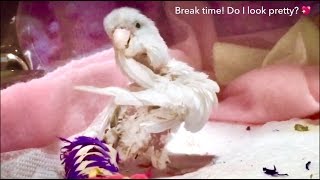 Mar 2/17 Smokey is Working Hard Today! 😘