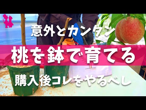 園芸 自発苗を回収する
