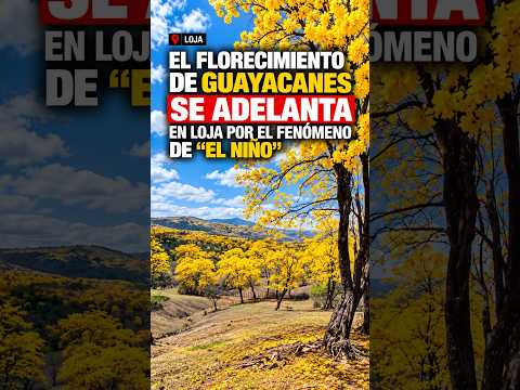 El florecimiento de guayacanes se adelanta en loja por el fenómeno de “el niño”.