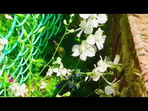 Pretty flowers near my home 💐 🌺 🌸