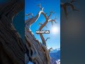 The Oldest Tree On Earth Secrets Of Methuselah 4 800 Years Old