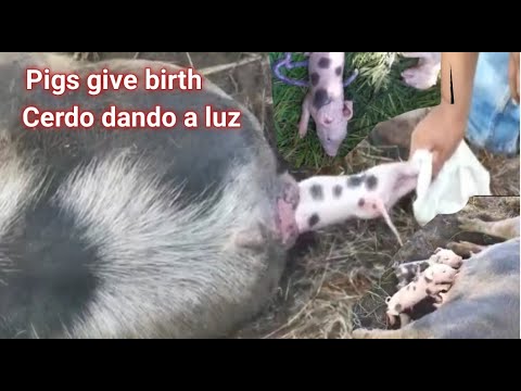 , title : 'Helping pigs give birth / cerdo dando a luz'