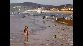 preview picture of video 'Notre chien au bord de plage à merville-franceville'