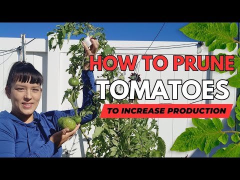 , title : 'How to Prune Tomatoes Like a Pro in 3 Easy Steps. Maximize production of indeterminate tomatoes.'