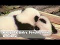 Naughty Baby Panda Found A Pillow IPanda