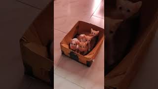 Other Cats Videos