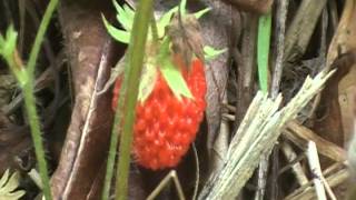 wild strawberry harvest