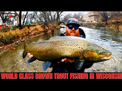 World Class Brown Trout Fishing Close to Chicago