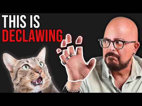 YouTube video about: Where to get cat declawed near me?