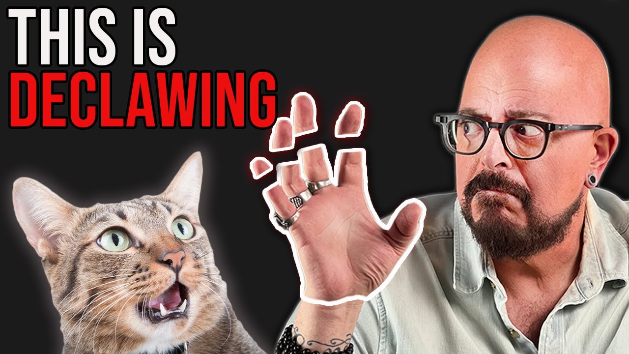 The Truth About Declawing Cats