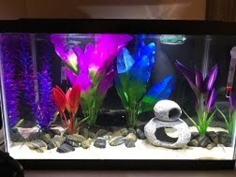 Moving day! - Betta Fish from 3 Gallon to 10 Gallon Tank