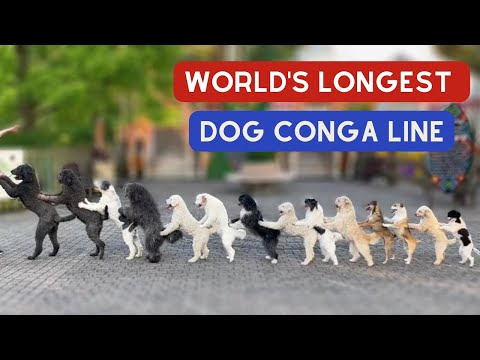 14 Pups Break World Record for Longest Dog Conga Line with Trainer Wolfgang Lauenburger