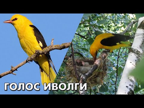 Bird voices. Oriole sings - forest flute and forest cat (Birds of Russia) #Birdvoices