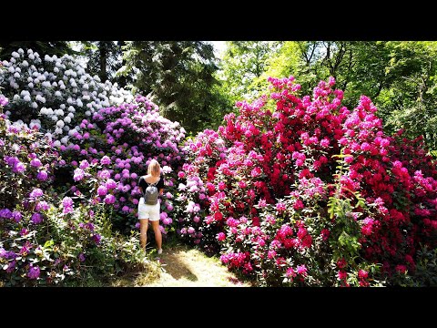 /Rododendrony/ - Arboretum Borová Hora - 2022