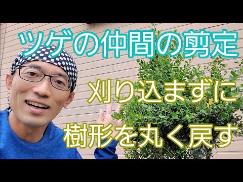 ツゲの木 植物