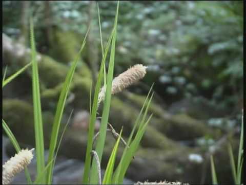 Lamorna Woods, Early Springtime - Cornwall