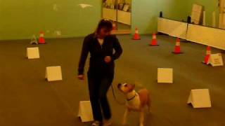 Skiplyns  Reason, Rally-O Novice