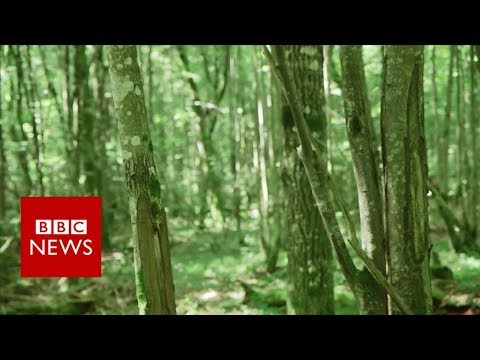 Will Europe's last fairy tale forest survive? - BBC News