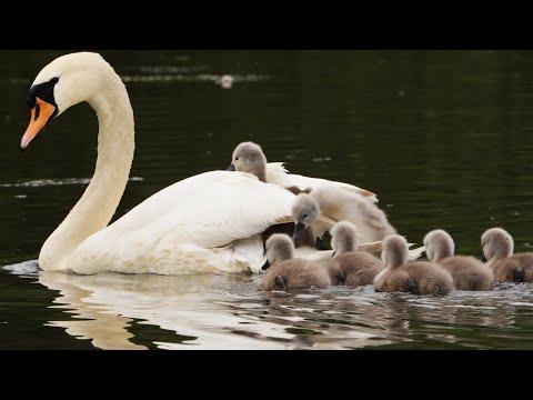 Swan Cygnets' First Adventures | 4K | Discover Wildlife | Robert E Fuller
