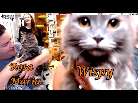 Adoption of Wispy and Rosa Maria 10-31-2025 Friends of Felines Rescue Center (FFRC)