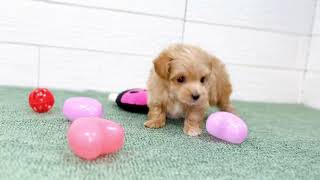 ハーフ犬の動画01