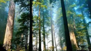 Forest-Rip Slyme feat. Hirotaka Mori