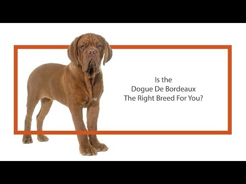 Dogue De Bordeaux Video