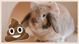 A Guide to Rabbit Poop