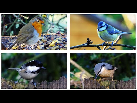 Garden Bird Identification
