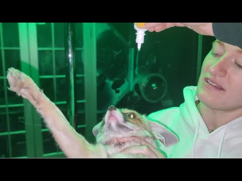 Fawzi fox hates eyedrops