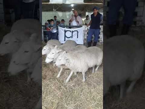 30 remate decabaña los Álamos de Carlos murga cerdos y lanares  y por la tarde toros y vaquillonas