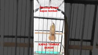 Download lagu Ngeri Sadis Bikin Emosi Kapas Tembak Buka Ekor,Cara Kapas Tembak Buka Ekor mp3 Download lagu Ngeri Sadis Bikin Emosi Kapas Tembak Buka Ekor,Cara Kapas Tembak Buka Ekor mp3