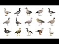 🦆 Types Of Geese In English | Species Of Geese | Goose Types