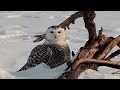 Snowy owl close up on Mississippi River Flyway cam (2/6/22).
