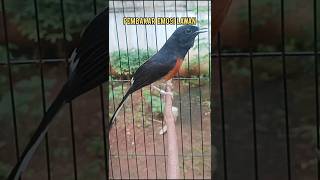 Download lagu Suara emosi murai ngalas panggil lawan agar bunyi#burung#suaramurai#Shorts mp3 Download lagu Suara emosi murai ngalas panggil lawan agar bunyi#burung#suaramurai#Shorts mp3