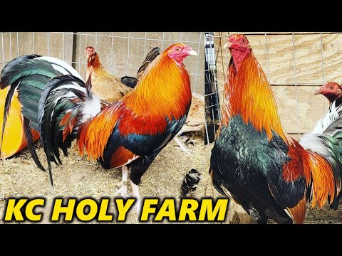 Yellow Leg Sweater Kelso Asil - KC HOLY FARM Beautiful Birds
