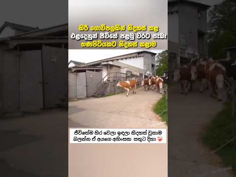 මේක දැක්කම ඔයාගෙ ඇස් වලට කඳුලු එයි 😨 #fyp #සැම්පා #ashuddha