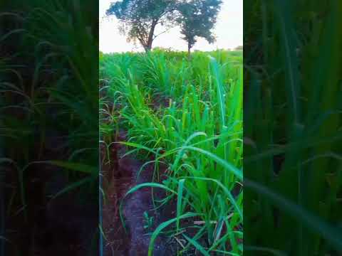 v 18121 खोडवा#