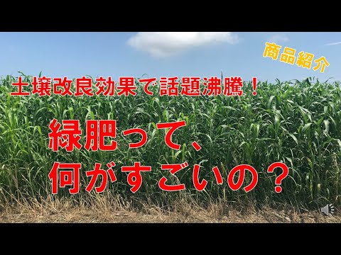 ファセリアを緑肥として使用するにはどうすればよいですか?彼の他の仕事は何ですか？  庭園