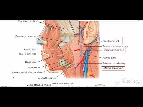 Parotid gland blood supply