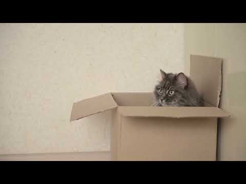 Adorable Cat Sitting Inside A Cardboard Box At