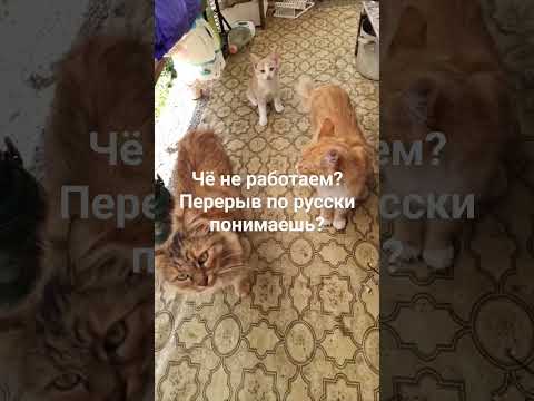 че не работаем. Перерыв по русски понимаешь #животные #кошки #работа #перерыв
