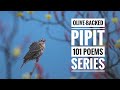 Ode to Olive-Backed Pipit: ‘101 Poems’ Series on Himalayan Birds | Wildlife Poetry | Sourabha Rao