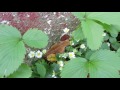Capital Naturalist: Wild Strawberry Flowering