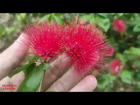 Beautiful Flower Luciana Calliandra - Flowering Garden Plants - Plants Lover