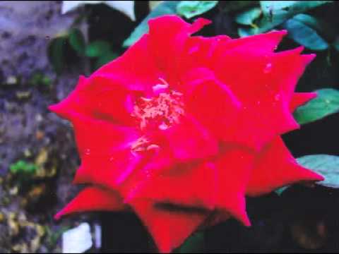 download lagu mp3 mp4 Rahimah Rahim Jika Begini, download lagu Rahimah Rahim Jika Begini gratis, unduh video klip Rahimah Rahim Jika Begini